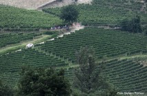Moscato_Caramellino_Romeo_2SR_4693 (Custom)